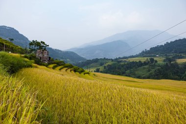 Pirinç tarlaları teraslı. Alanları pirinç ekime hazırlanır. Nam Dan, Huyen Xin adamım, Ha Giang il. Kuzey Vietnam