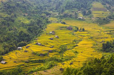 Pirinç tarlaları teraslı. Alanları pirinç ekime hazırlanır. Ban Luoc, Huyen Hoang Su Phi, Giang il Ha. Kuzey Vietnam