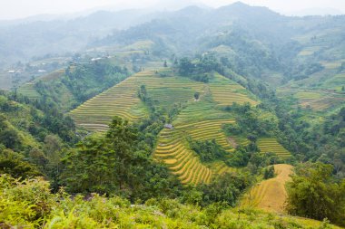 Pirinç tarlaları teraslı. Alanları pirinç ekime hazırlanır. Hoang Su Phi, Ha Giang il. Kuzey Vietnam