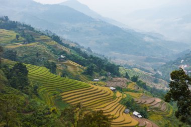Pirinç tarlaları teraslı. Alanları pirinç ekime hazırlanır. Hoang Su Phi, Ha Giang il. Kuzey Vietnam