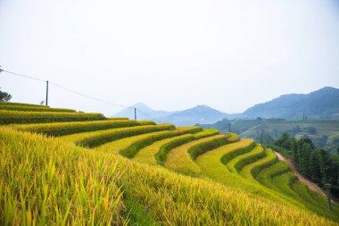 Pirinç tarlaları teraslı. Alanları pirinç ekime hazırlanır. Hoang Su Phi, Ha Giang il. Kuzey Vietnam