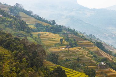 Pirinç tarlaları teraslı. Alanları pirinç ekime hazırlanır. Hoang Su Phi, Ha Giang il. Kuzey Vietnam