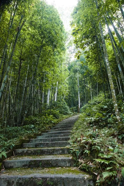 Tien Şelale Xin Adam Giang Vietnam Bambu Ormanında — Stok fotoğraf
