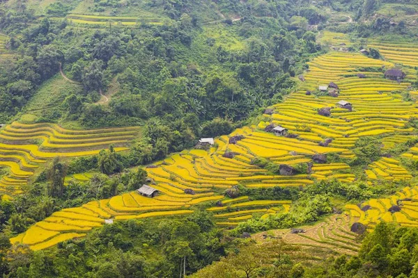 Rice Fields Terraced Fields Prepared Planting Rice Ban Luoc Huyen — Stock Photo, Image