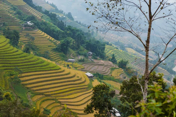 Risfälten Terrasserade Fält Förberedda För Plantera Ris Hoang Phi Giang — Stockfoto