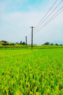 Pirinç tarlaları teraslı. Alanları pirinç ekime hazırlanır. Ban Phung, Huyen Hoang Su Phi, Giang il Ha. Kuzey Vietnam