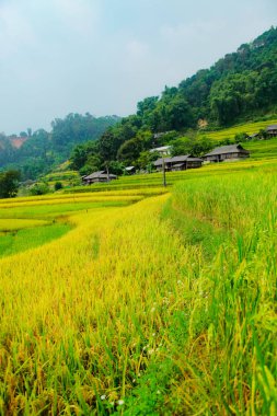 Pirinç tarlaları teraslı. Alanları pirinç ekime hazırlanır. Ban Phung, Huyen Hoang Su Phi, Giang il Ha. Kuzey Vietnam