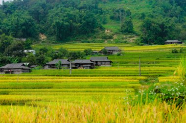 Pirinç tarlaları teraslı. Alanları pirinç ekime hazırlanır. Ban Phung, Huyen Hoang Su Phi, Giang il Ha. Kuzey Vietnam