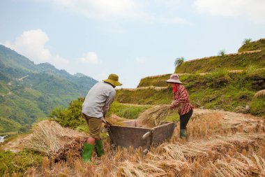 Ha Giang, Vietnam - 6 Ekim 2018: Pirinç tarlaları üzerinde Hoang Su Phi, Ha Giang, Vietnam Teras. Kuzeybatı Vietnam.Vietnam manzaralar, hasat pirinç tarlaları hazırlamak.