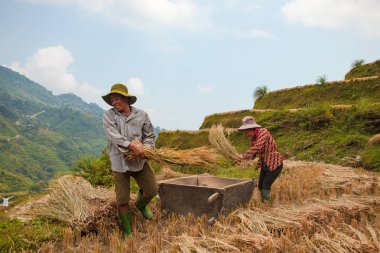 Ha Giang, Vietnam - 6 Ekim 2018: Pirinç tarlaları üzerinde Hoang Su Phi, Ha Giang, Vietnam Teras. Kuzeybatı Vietnam.Vietnam manzaralar, hasat pirinç tarlaları hazırlamak.