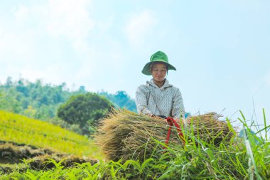 Ha Giang, Vietnam - 6 Ekim 2018: Pirinç tarlaları üzerinde Hoang Su Phi, Ha Giang, Vietnam Teras. Kuzeybatı Vietnam.Vietnam manzaralar, hasat pirinç tarlaları hazırlamak.