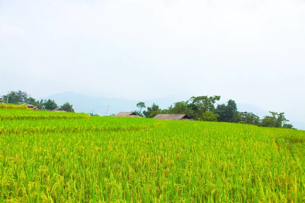 Pól Ryżowych Szeregowych Pola Przygotowane Sadzenia Ryżu Ban Phung Huyen — Zdjęcie stockowe