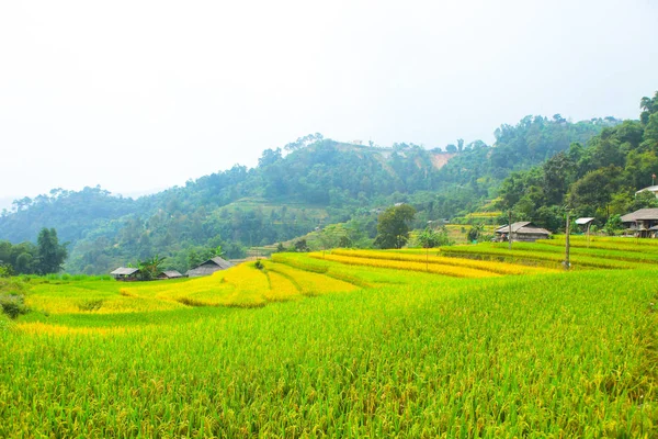 Pirinç Tarlaları Teraslı Alanları Pirinç Ekime Hazırlanır Ban Phung Huyen — Stok fotoğraf