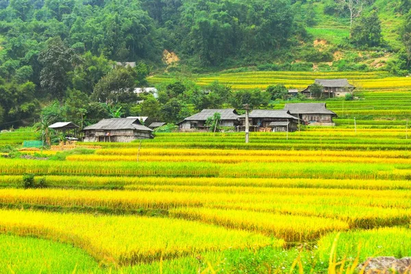 Рисовые Поля Террасах Поля Подготовлены Посадки Риса Бан Пхун Хюен — стоковое фото