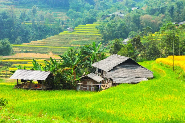 Reisfelder Auf Terrassen Felder Werden Für Den Anbau Von Reis — Stockfoto
