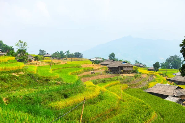 Pirinç Tarlaları Teraslı Alanları Pirinç Ekime Hazırlanır Ban Phung Huyen — Stok fotoğraf