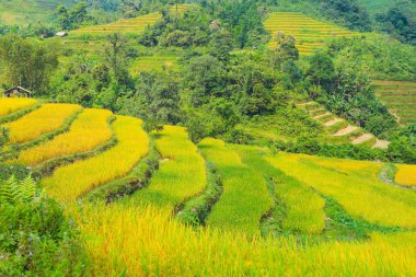 Pirinç tarlaları teraslı. Alanları pirinç ekime hazırlanır. Hoang Su Phi, Ha Giang il. Kuzey Vietnam