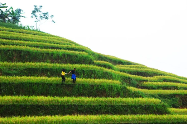 Giang Vietnam Outubro 2018 Campos Arroz Terraços Hoang Phi Giang — Fotografia de Stock