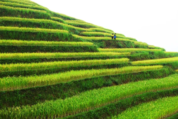 Giang Vietnam October 2018 Rice Fields Terraced Hoang Phi Giang — Stock Photo, Image