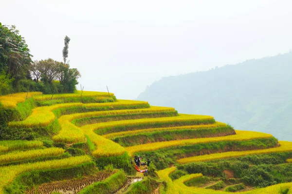 Giang Vietnam Outubro 2018 Campos Arroz Terraços Hoang Phi Giang — Fotografia de Stock