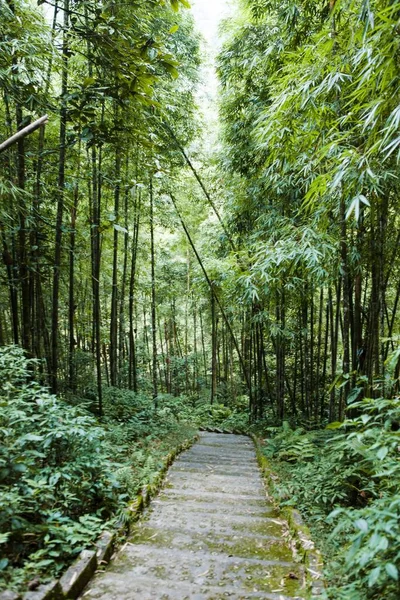 Tien Şelale Xin Adam Giang Vietnam Bambu Ormanında — Stok fotoğraf