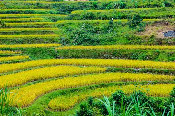 Reisfelder Auf Terrassen Felder Werden Für Den Anbau Von Reis — Stockfoto