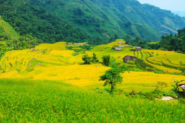 Risfälten Terrasserade Fält Förberedda För Plantera Ris Hoang Phi Giang — Stockfoto