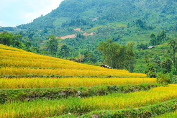 Campos Arroz Terrazas Los Campos Preparan Para Siembra Arroz Hoang —  Fotos de Stock