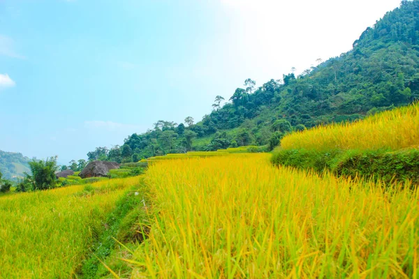 Pól Ryżowych Szeregowych Pola Przygotowane Sadzenia Ryżu Hoang Phi Giang — Zdjęcie stockowe