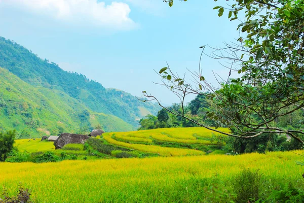 Pirinç Tarlaları Teraslı Alanları Pirinç Ekime Hazırlanır Hoang Phi Giang — Stok fotoğraf