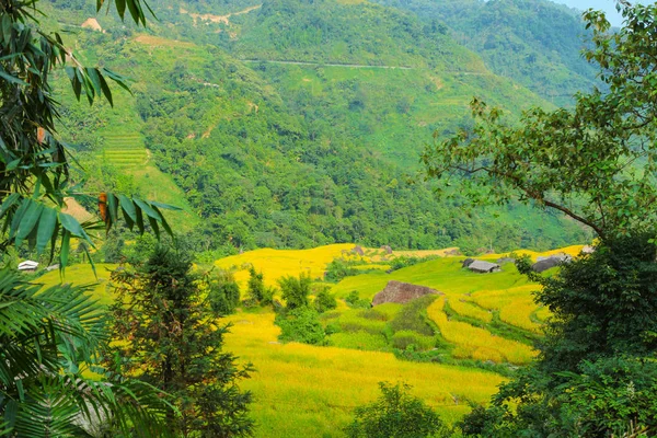 Pirinç Tarlaları Teraslı Alanları Pirinç Ekime Hazırlanır Hoang Phi Giang — Stok fotoğraf