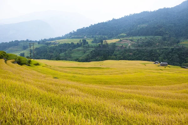 Reisfelder Auf Terrassen Felder Werden Für Den Anbau Von Reis Stockbild