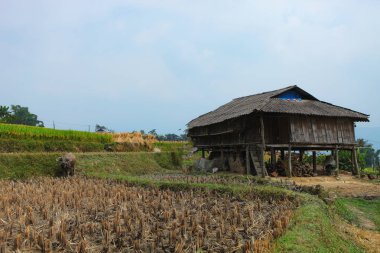 Pirinç tarlaları teraslı. Alanları pirinç ekime hazırlanır. Ban Phung, Huyen Hoang Su Phi, Giang il Ha. Kuzey Vietnam