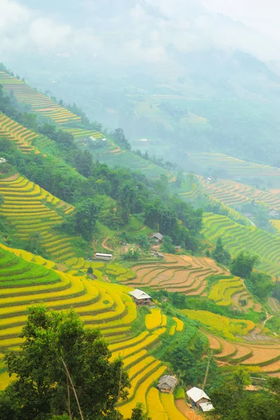 Risfälten Terrasserade Fält Förberedda För Plantera Ris Ban Luoc Huyen — Stockfoto