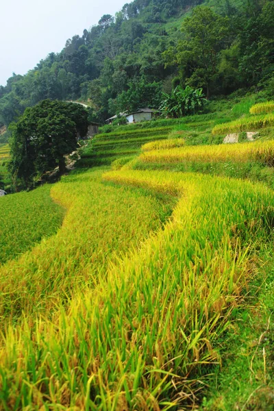 Pól Ryżowych Szeregowych Pola Przygotowane Sadzenia Ryżu Ban Phung Huyen — Zdjęcie stockowe