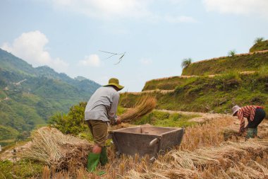 Ha Giang, Vietnam - 6 Ekim 2018: Pirinç tarlaları üzerinde Hoang Su Phi, Ha Giang, Vietnam Teras. Kuzeybatı Vietnam.Vietnam manzaralar, hasat pirinç tarlaları hazırlamak.