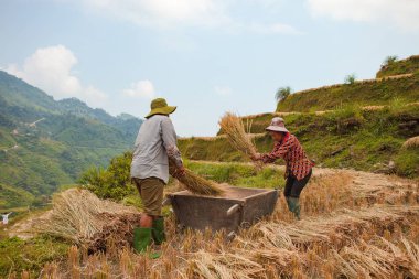 Ha Giang, Vietnam - 6 Ekim 2018: Pirinç tarlaları üzerinde Hoang Su Phi, Ha Giang, Vietnam Teras. Kuzeybatı Vietnam.Vietnam manzaralar, hasat pirinç tarlaları hazırlamak.