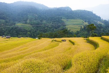 Pirinç tarlaları teraslı. Alanları pirinç ekime hazırlanır. Ban Luoc, Huyen Hoang Su Phi, Giang il Ha. Kuzey Vietnam