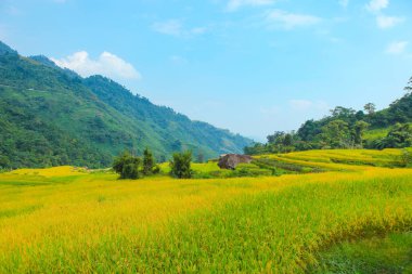 Pirinç tarlaları teraslı. Alanları pirinç ekime hazırlanır. Hoang Su Phi, Ha Giang il. Kuzey Vietnam