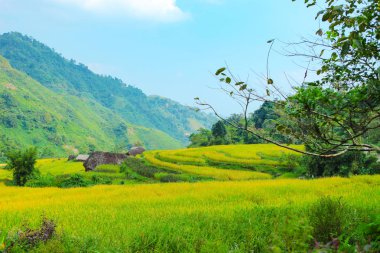 Pirinç tarlaları teraslı. Alanları pirinç ekime hazırlanır. Hoang Su Phi, Ha Giang il. Kuzey Vietnam