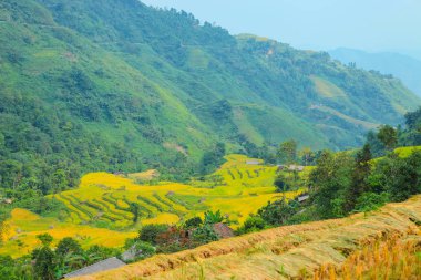 Pirinç tarlaları teraslı. Alanları pirinç ekime hazırlanır. Hoang Su Phi, Ha Giang il. Kuzey Vietnam
