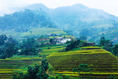 Pirinç tarlaları teraslı. Alanları pirinç ekime hazırlanır. Ban Luoc, Huyen Hoang Su Phi, Giang il Ha. Kuzey Vietnam