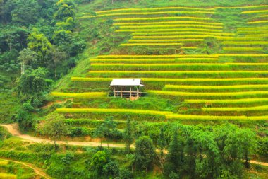 Pirinç tarlaları teraslı. Alanları pirinç ekime hazırlanır. Ban Luoc, Huyen Hoang Su Phi, Giang il Ha. Kuzey Vietnam