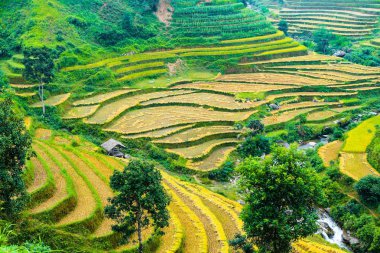 Pirinç tarlaları teraslı. Alanları pirinç ekime hazırlanır. Ban Luoc, Huyen Hoang Su Phi, Giang il Ha. Kuzey Vietnam