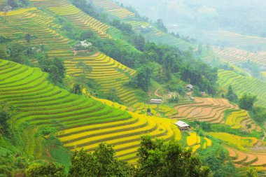 Pirinç tarlaları teraslı. Alanları pirinç ekime hazırlanır. Ban Luoc, Huyen Hoang Su Phi, Giang il Ha. Kuzey Vietnam