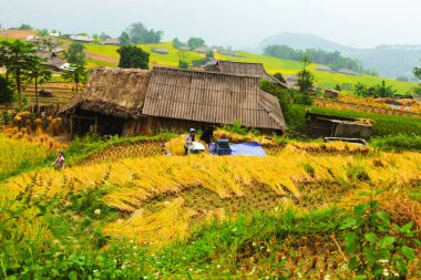 Pirinç tarlaları teraslı. Alanları pirinç ekime hazırlanır. Ban Phung, Huyen Hoang Su Phi, Giang il Ha. Kuzey Vietnam
