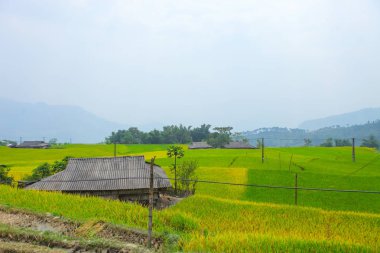 Pirinç tarlaları teraslı. Alanları pirinç ekime hazırlanır. Ban Phung, Huyen Hoang Su Phi, Giang il Ha. Kuzey Vietnam