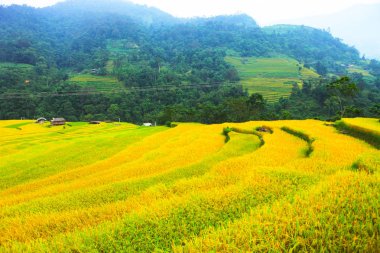 Pirinç tarlaları teraslı. Alanları pirinç ekime hazırlanır. Nam Dan, Huyen Xin adamım, Ha Giang il. Kuzey Vietnam