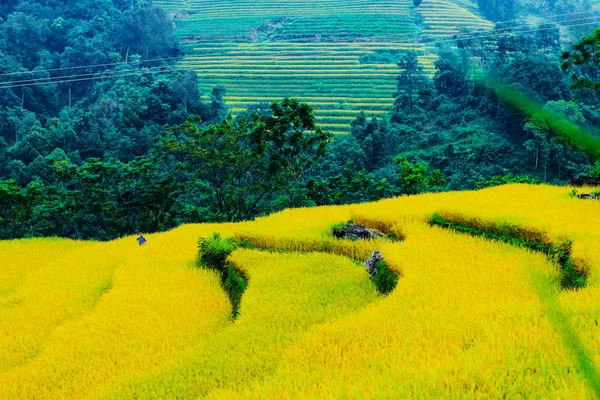 Giang Vietnam Oktober 2018 Terrasvormige Rijstvelden Van Hoang Phi Giang — Stockfoto