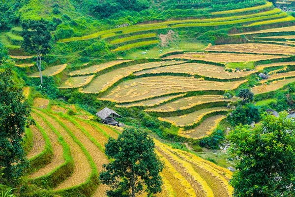 Rýžových Polí Řadové Pole Jsou Připraveny Pěstování Rýže Ban Luoc — Stock fotografie